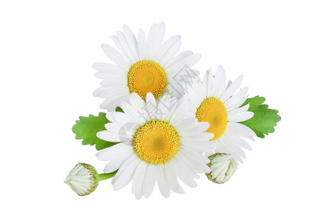 一朵洋甘菊或雏菊叶子被白色背景隔离图片