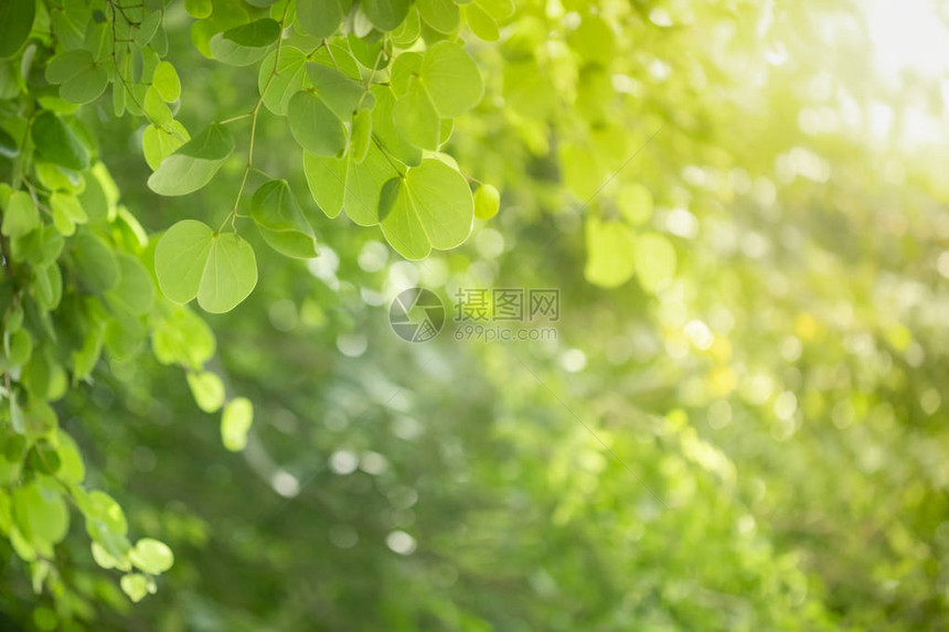 自然景观绿色树叶在阳光下模糊的绿色背景上的特写与散景和复制空间使用作为背景自然植物景观图片