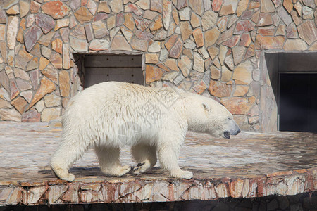 白北极熊在动物图片
