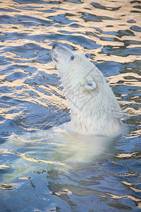 白北极熊在动物图片