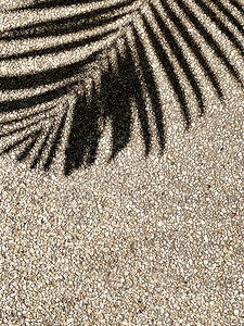 热带椰子棕榈树枝的美丽阴影在蜜蜂沙上最小模式和背景夏季图片