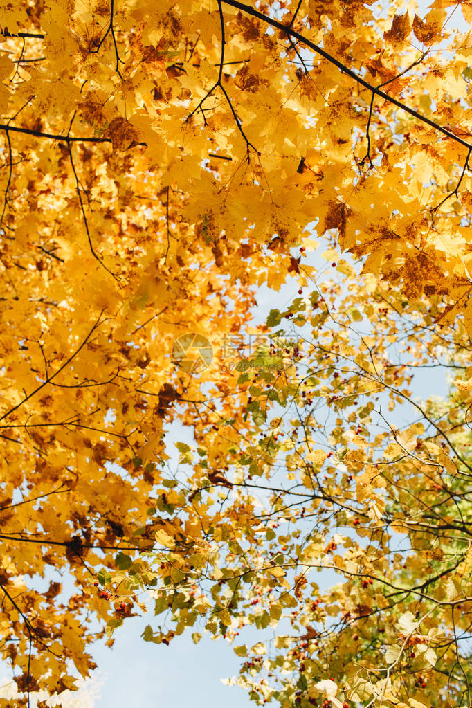 秋天和秋天组成美丽的风景与黄色和橙色的枫叶公园里阳光明媚的日子秋天的概图片