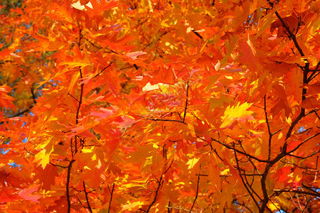 自然中的橙叶橡木红叶秋天的森林秋天风景如画图片