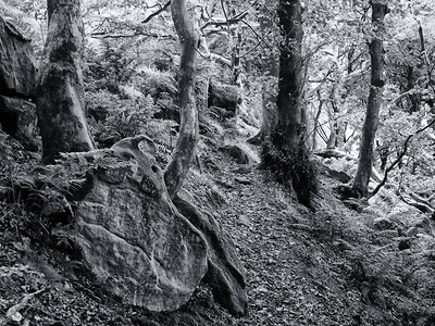 森林中一棵树的黑白照片图片