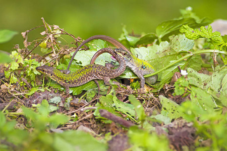 蜥蜴和绿色森林绿色自然背景图片