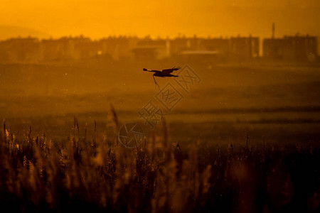 城市和野生物日落背景鸟类西沼泽哈图片