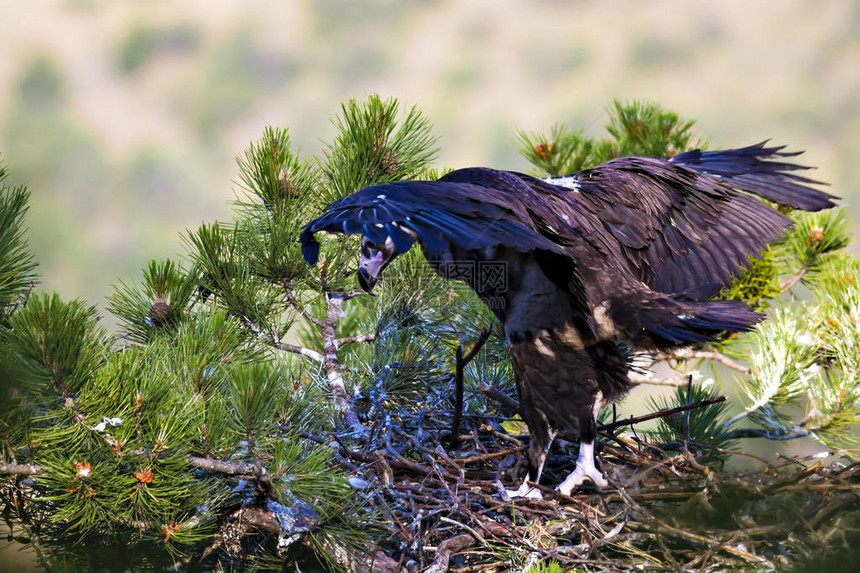 秃鹫巢松树绿林背景土耳其图片