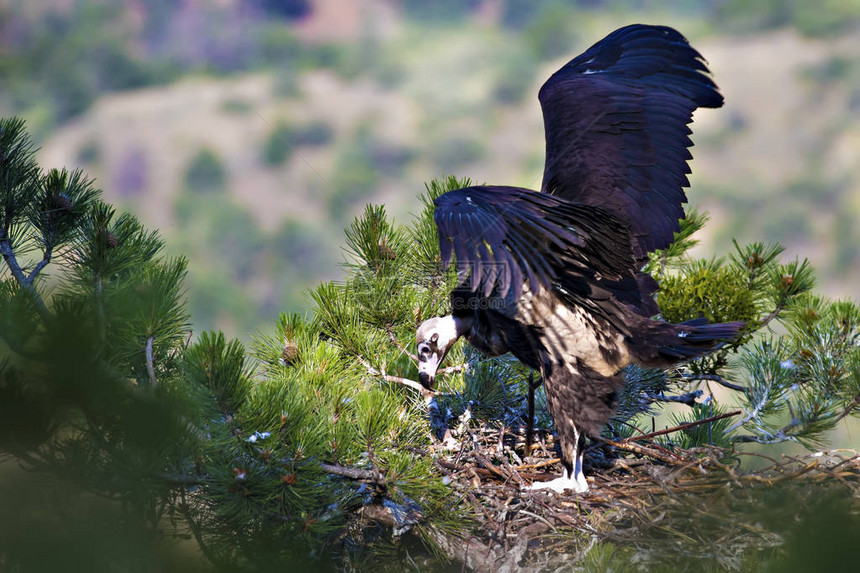 秃鹫巢菊花松树绿林背景土耳其图片