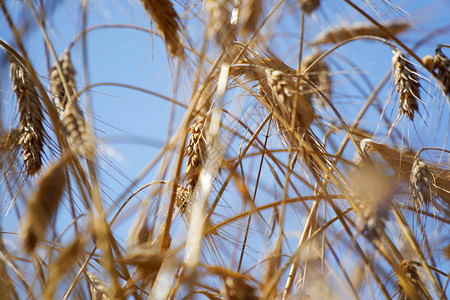 小麦田小麦成熟的背景收图片