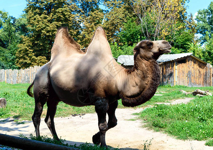 骆驼祥子素材在动物园院的子里有一头可爱的两合背景
