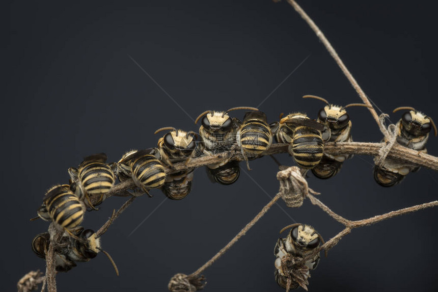 蜜蜂在树枝上休息图片
