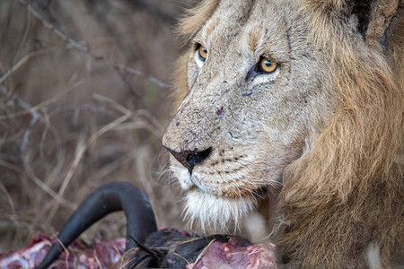 在非洲南部Kruger公园的雄狮子在图片