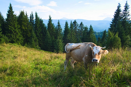 一头牛在山上的绿色草地上吃草图片