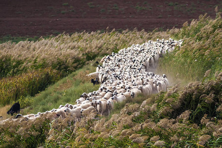 羊群绿色芦苇背景图片