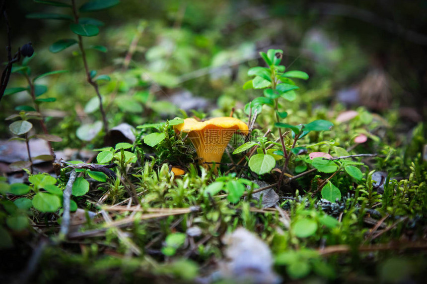 绿色苔草中的黄色高呼花蘑菇浅图片