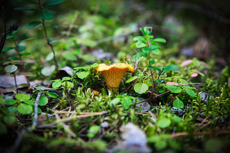绿色苔草中的黄色高呼花蘑菇浅图片