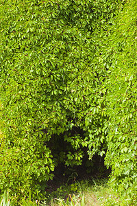 绿叶背景墙的入口图片