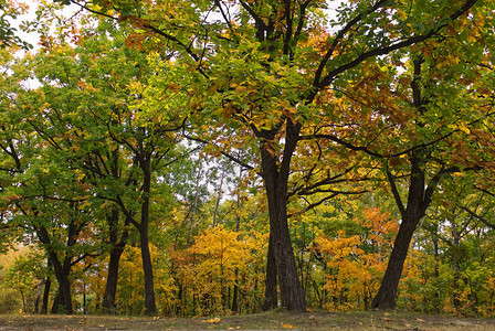 秋天的森林有明亮的绿色黄和红色叶子的树木图片