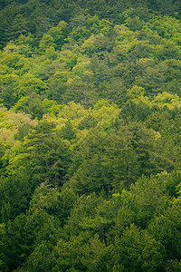 绿色森林的顶层风景从山上图片