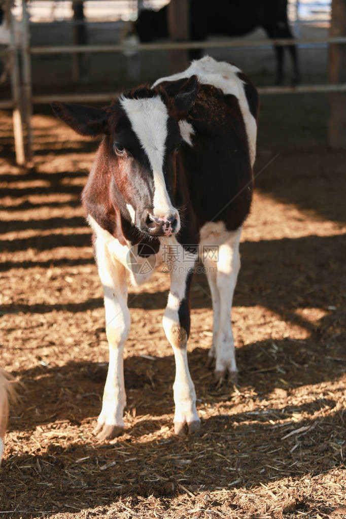 许多牛在谷仓或乡村奶牛养殖奶牛在奶图片