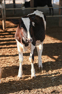 许多牛在谷仓或乡村奶牛养殖奶牛在奶图片