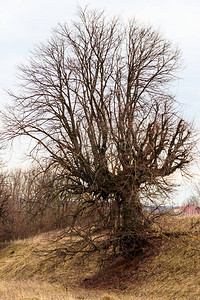 阴天光秃的老树图片