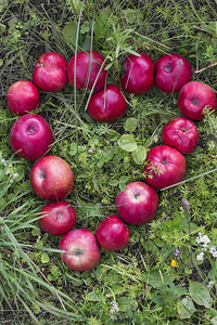 红色多汁的苹果在绿草地上呈心形排列图片