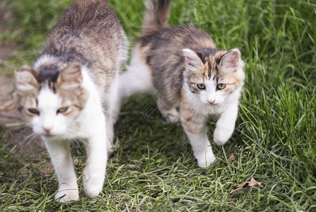 小猫在草地上和猫妈一起跑图片