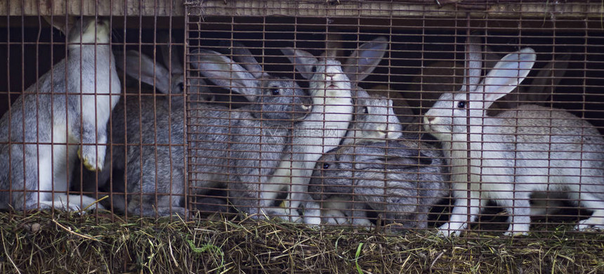 农场里的灰兔家族坐在笼图片