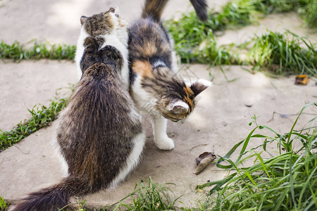 猫和小猫在花园里玩耍图片