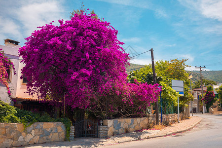 土耳其Bodrum市的街道和bougenvilla鲜花景象图片