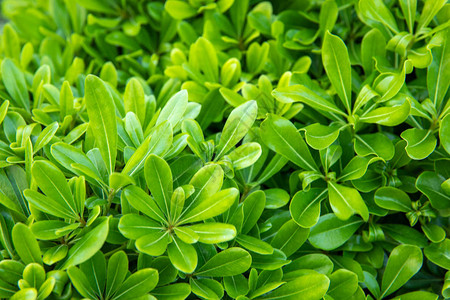 具有Schefflera植物叶的自然绿色背景图片