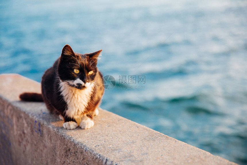 黑白猫坐在海边图片