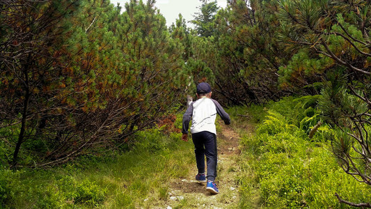 男孩爬上山坡的山径在树丛中在图片