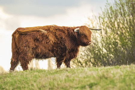 紧靠棕红色高地牛群苏格兰牛群Bos背景图片