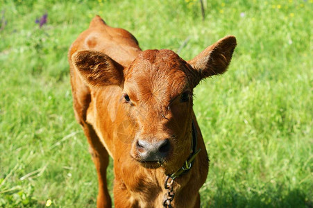 红派小牛正在尿在牧场里图片