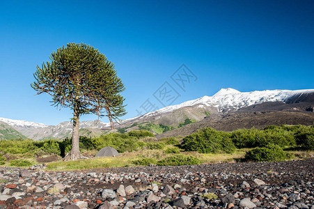 Araucuana和沙漠景观Antuco火山黑火山沙漠下露营图片