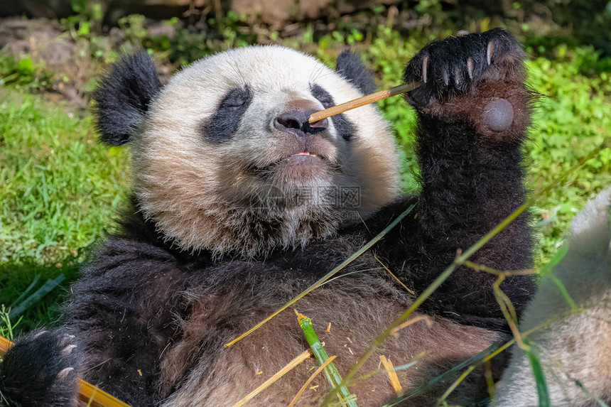 大熊猫熊猫坐在草地上吃竹子图片