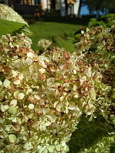 白色绣球花与秋天棕色花瓣的照片在绿草背景图片