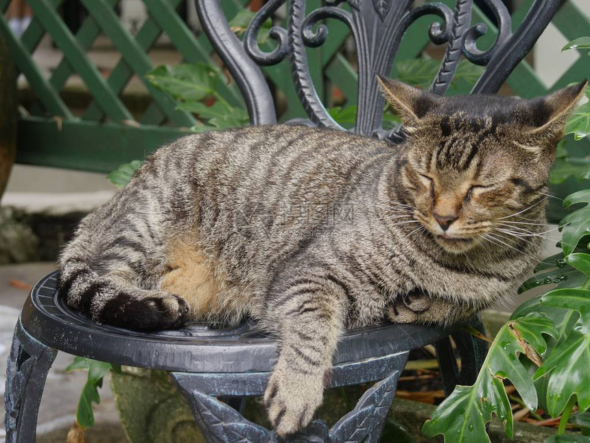 泰比猫睡在佛罗里达州基韦斯特海明威图片