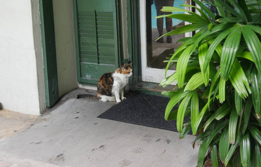与海明威的一只猫在佛罗里达州基韦斯图片