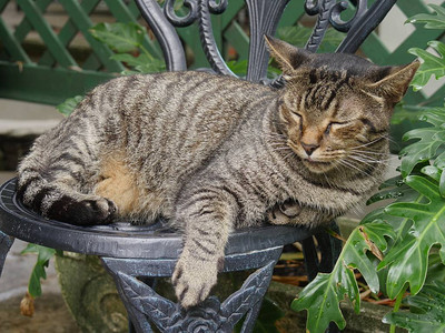 在佛罗里达州基韦斯特的海明威家花园里一只小猫睡在图片