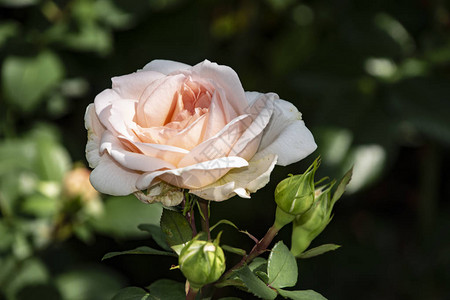 玫瑰花特写浅景深白色和粉红色图片