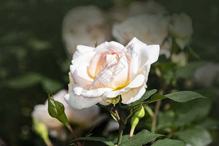 玫瑰花特写浅景深白色和粉红色图片