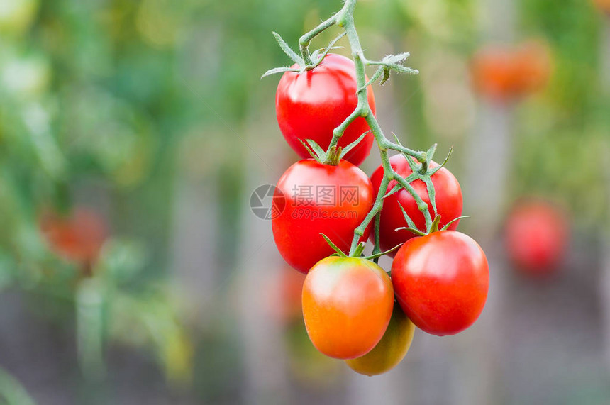 一群熟的红番茄在图片