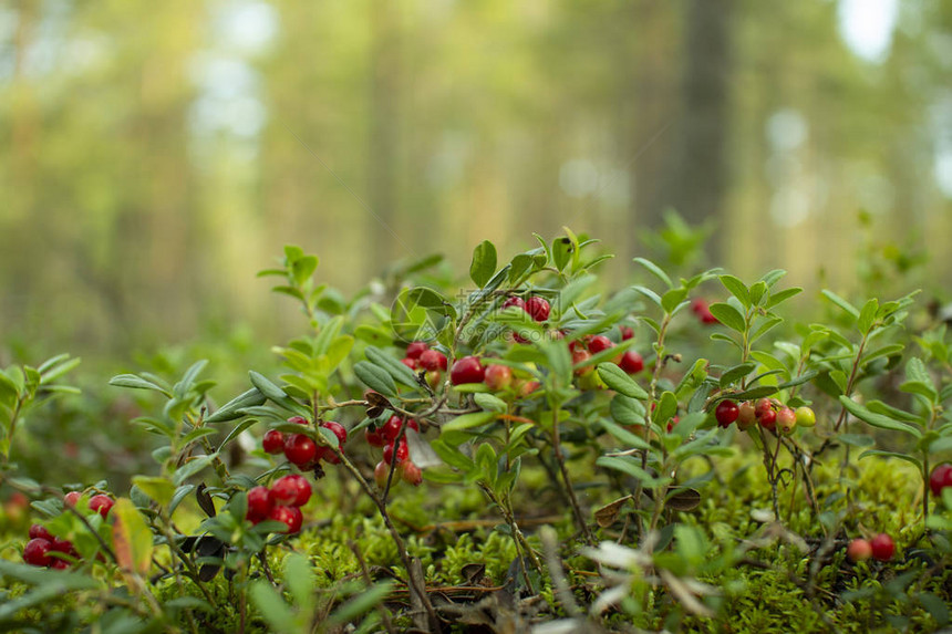 树林里有果子红牛莓在草地上的图片