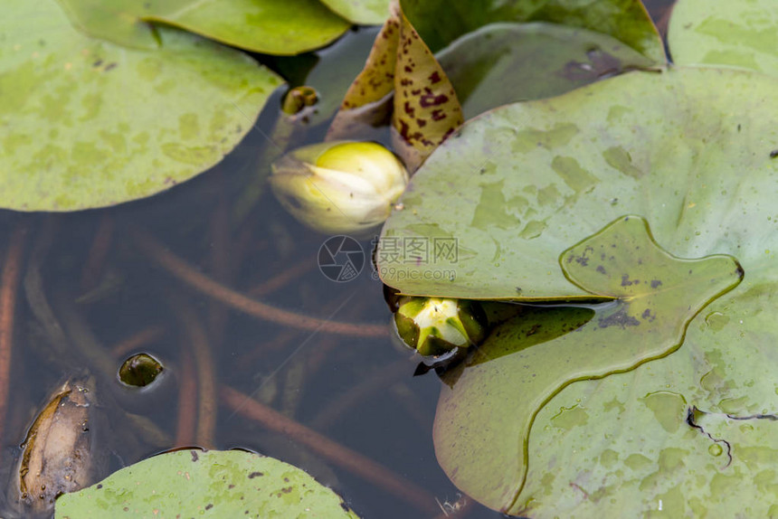 漂浮在英国池塘上的绿色百合垫Bresingha图片