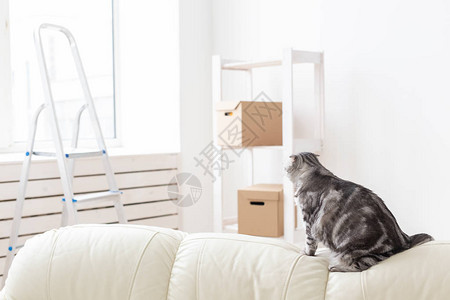 好奇的灰色苏格兰折耳猫搬家后正在探索新公寓公寓里动物生活的图片