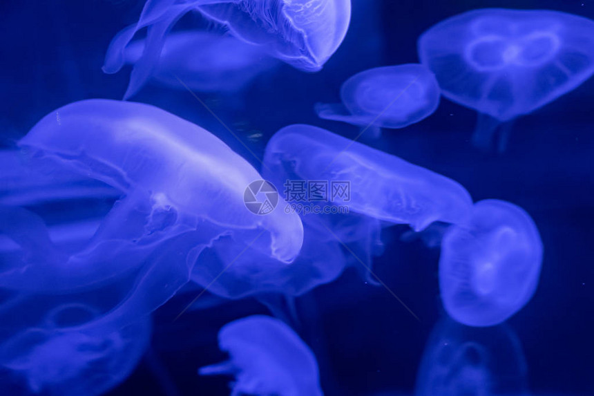 黑色背景上的蓝色海月水母特写图片