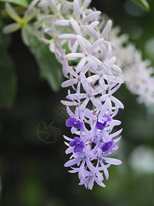 砂纸藤紫色花环花束紫色的五瓣花束图片